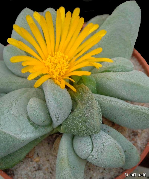 Glottiphyllum oligocarpum Springbokvlakte, RSA ©JLcoll.1818